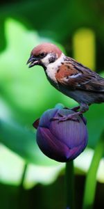 Animals,Flowers,Lilies,Bird,Sparrow