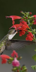 Flores,Verduras,Macro,Pájaro,Animales,Colibríes