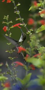 Animals,Flowers,Macro,Blur,Smooth,Greens,Nature,Bird,Humming Birds