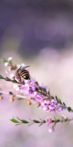 Animals,Flowers,Macro,Branch,Bee