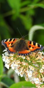 Animals,Flowers,Macro,Insect,Wings,Butterfly,Pattern