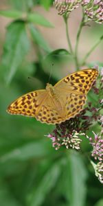 Animals,Flowers,Macro,Wings,Butterfly,Pattern