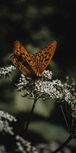 Animals,Flowers,Macro,Wings,Butterfly,Pattern