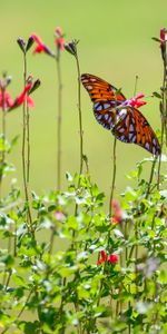 Animals,Flowers,Mother Of Pearl Butterfly,Pearl Butterfly,Butterfly,Plants