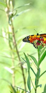 Animals,Flowers,Plant,Wings,Butterfly