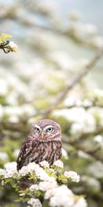 Animals,Flowers,Predator,Bird,Spring,Owl