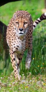 Animals,Flowers,Predator,Opinion,Big Cat,Sight,Cheetah