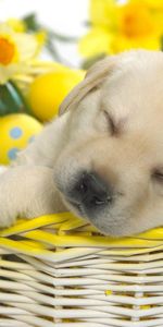 Animals,Flowers,Puppy,Sleep,Basket,Easter,Dream