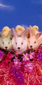 Animals,Flowers,Rabbits,Lots Of,Multitude,Chicks