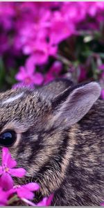 Animals,Flowers,Rabbits,Violet