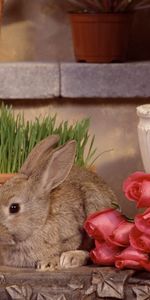 Animals,Flowers,Roses,Rabbits