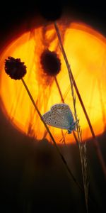 Animals,Flowers,Silhouette,Wings,Butterfly,Pattern