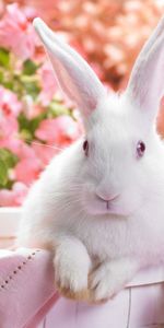 Animals,Flowers,Sit,Ears,Basket,Rabbit,Bright