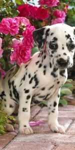 Asseoir,S’Asseoir,Dalmatien,Dalmatiens,Fleurs,Animaux,Chiot