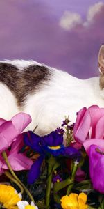 Animals,Flowers,Sit,Spotted,Spotty,Cat