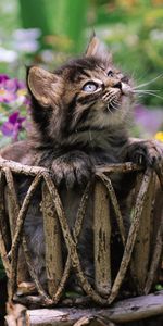 Animals,Flowers,Sit,Wicker,Braided,Cat