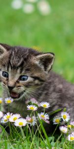 Animals,Flowers,Stroll,Nice,Sweetheart,Surprise,Astonishment,Kitten,Kitty,Funny