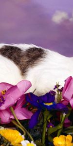 Animals,Flowers,To Lie Down,Lie,Spotted,Spotty,Cat