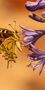 Animals,Flowers,Tropical,Wings,Butterfly