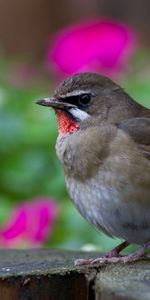 Animals,Flowers,Wood,Tree,Blur,Smooth,Hemp,Bright,Bird,Grey,Focus