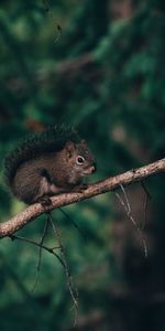 Animals,Fluffy,Animal,Brown,Squirrel,Branch