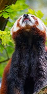 Animals,Fluffy,Animal,Protruding Tongue,Tongue Stuck Out,Red Panda,Panda