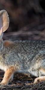 Duveteux,Pelucheux,Lièvre,Animaux,Animal,Lapin