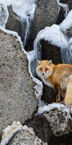 Duveteux,Pelucheux,Faune,Roux,Animal,Animaux,Un Renard,Renard