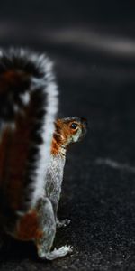 Animals,Fluffy,Animal,Tail,Squirrel,Brown