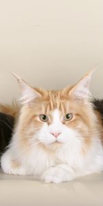 Animals,Fluffy,Beautiful,Three,Maine Coon,Maine,Cats