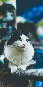 Animals,Fluffy,Blur,Smooth,Sits,Is Sitting,Cat