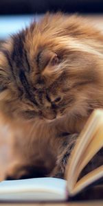 Animals,Fluffy,Book,Cat