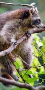 Animals,Fluffy,Branch,Animal,Raccoon