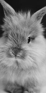 Duveteux,Petit,Pelucheux,P C,Chb,Lapin,Animaux