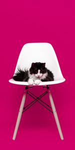 Animals,Fluffy,Chair,Model,Photosession,Photo Shoot,Cat