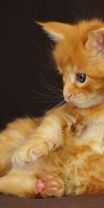 Animals,Fluffy,Cute Cat,Kitty,Kitten