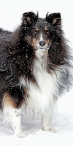 Animals,Fluffy,Dog,Collie,Snow