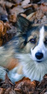 Animals,Fluffy,Dog,Foliage