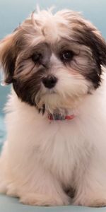 Animals,Fluffy,Dog,Havana Bichon