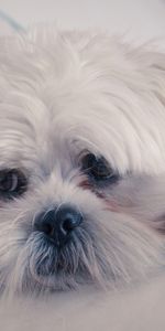 Lhassa Apso,Pelucheux,Muselière,Duveteux,Museau,Animaux,Chien