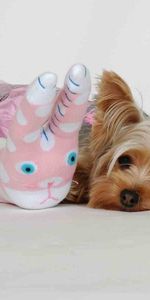 Animals,Fluffy,Dog,Muzzle,Toy,Yorkshire Terrier