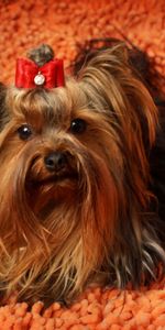 Duveteux,Pelucheux,Museau,Muselière,Animaux,Chien,Yorkshire Terrier