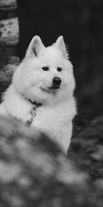 Animals,Fluffy,Dog,Pet,Bw,Chb