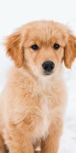 Pelucheux,Duveteux,Chien,Animal Domestique,Retriever,Animaux