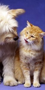 Animals,Fluffy,Dog,Playful,Cat,Friends