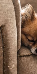 Animals,Fluffy,Dog,Puppy,Sleep,Armchair,Dream