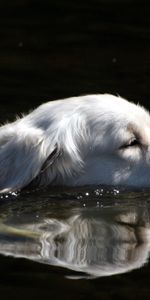 Animales,Agua,Peludo,Esponjoso,Perro,Nadar