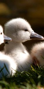 Animals,Fluffy,Flock,Toddlers,Ducklings,Kids,Beak