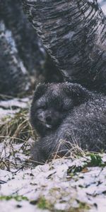 Animals,Fluffy,Grey,Animal,Arctic Fox,Fox