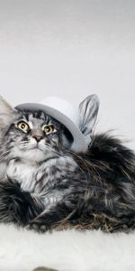 Animals,Fluffy,Hat,Umbrella,Cat